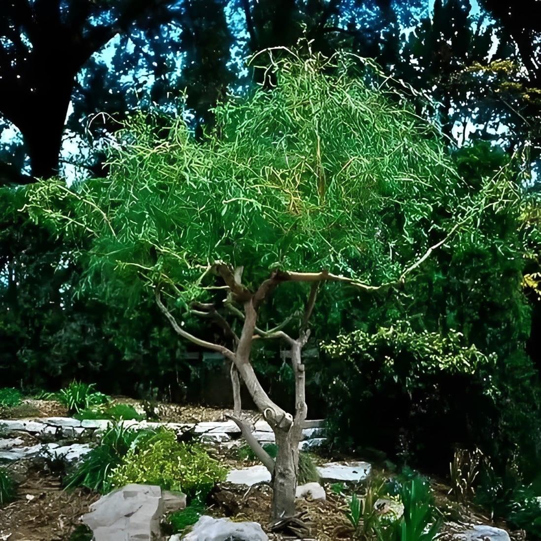 Φυτέψτε αυτό το δέντρο το φθινόπωρο - Θα γίνει ένα πραγματικό στολίδι για τον κήπο σας 4 333 2