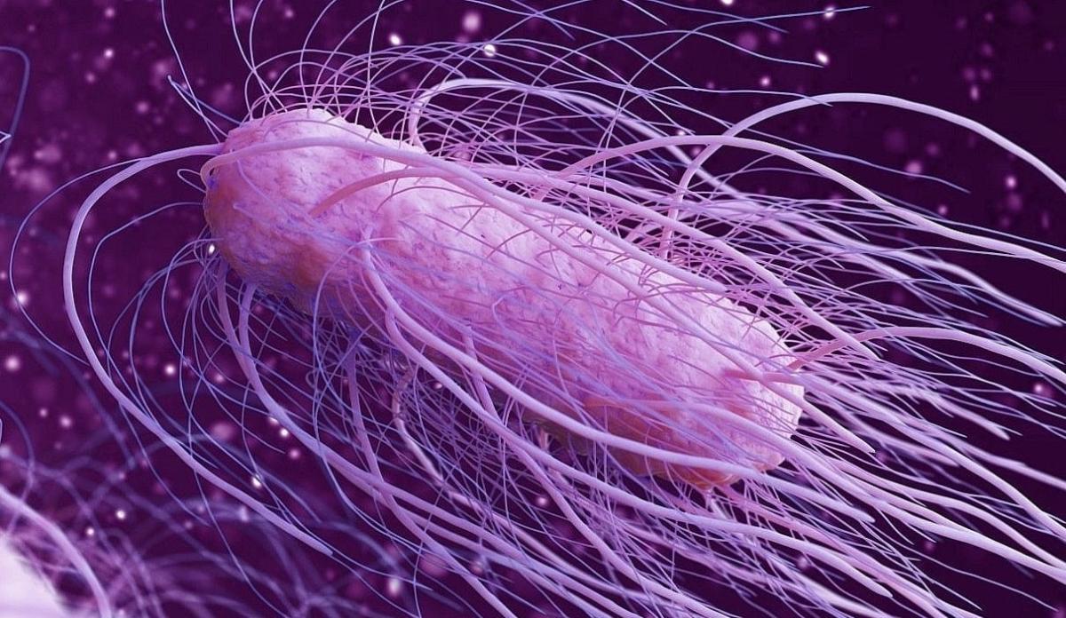 salmonella