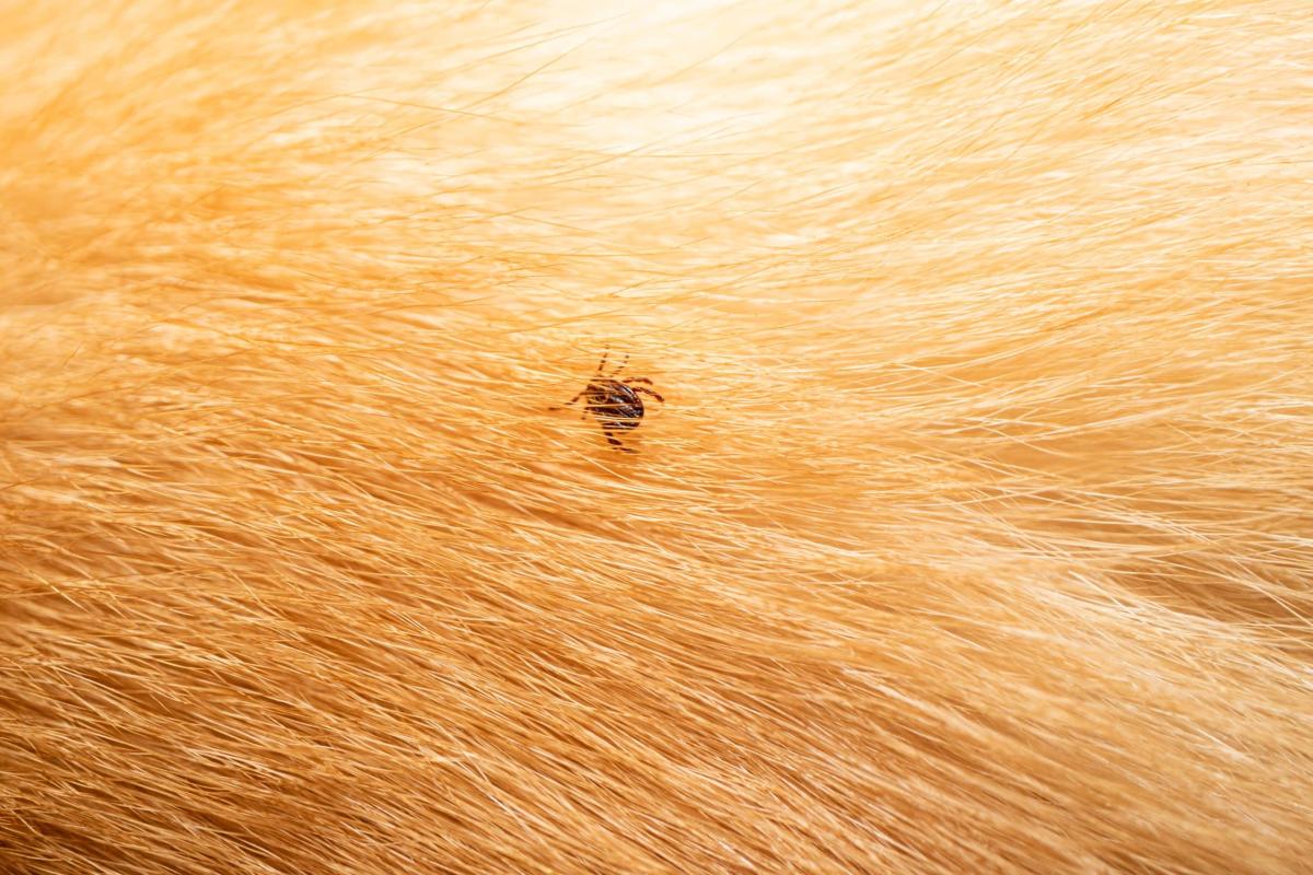ticks on dog hair ticks sucking dog blood danger 2023 11 27 05 17 16 utc scaled 1