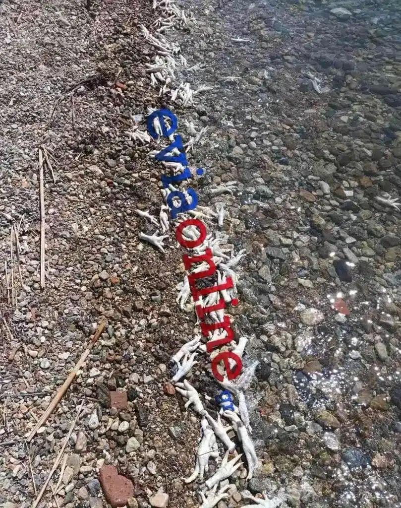 kotopoulaa