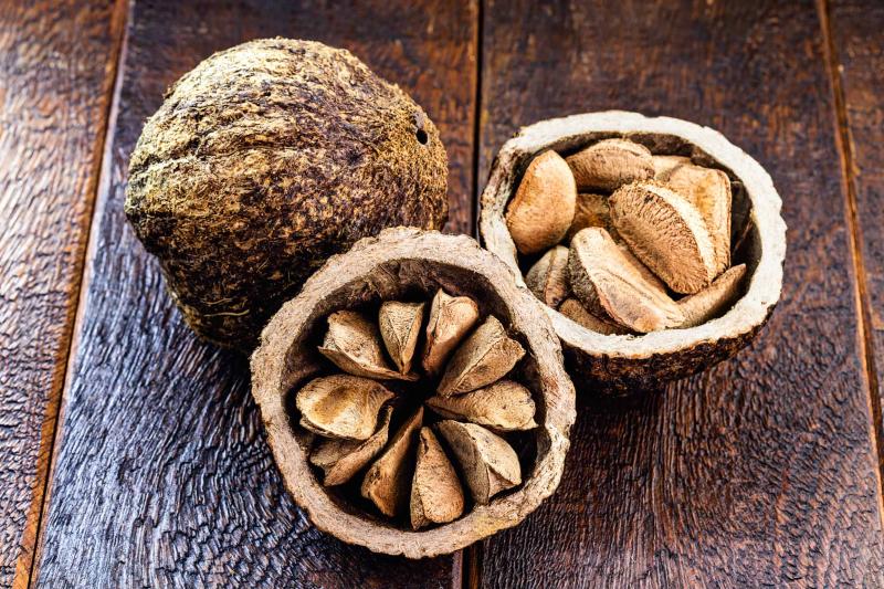 brazil nut of the tree